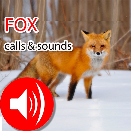 Fox Real Hunting Calls & Sounds icon