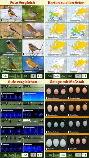 Alle Vögel Österreich - Bestimmen, Identifizieren(圖4)-速報App