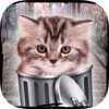 Hello cute cats – Kittens in the world & cat game