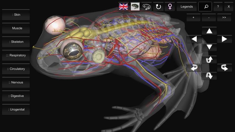 3D Frog Anatomy screenshot-3