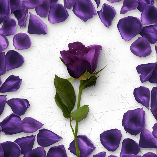 Flower Greetings Violet Roses icon