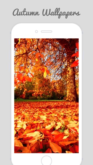 Autumn Wallpapers - Beautiful Home and Lock Wallz(圖4)-速報App