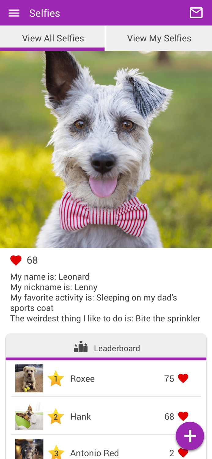 Village Vet Clinic OH