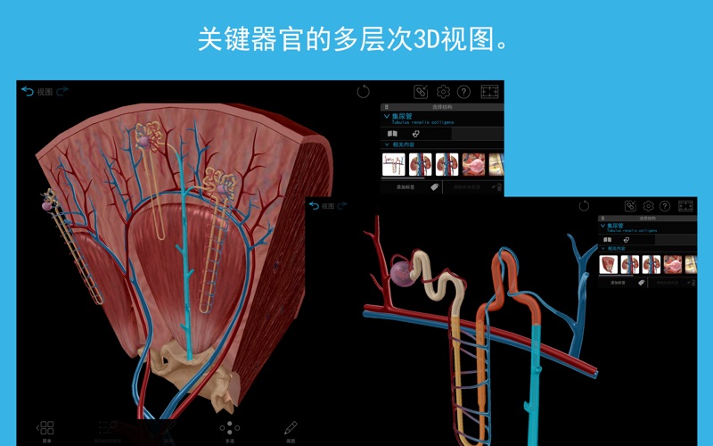 3D人体解剖学图谱