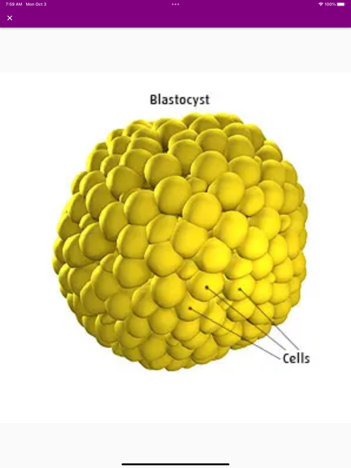 Pregnancy Due Date Calculators