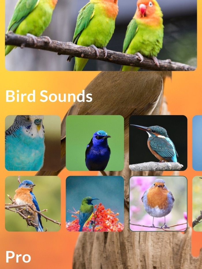 Bird Sounds Pro Plus