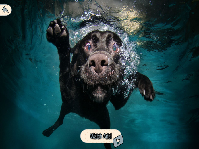 Animal Wallpapers 4K