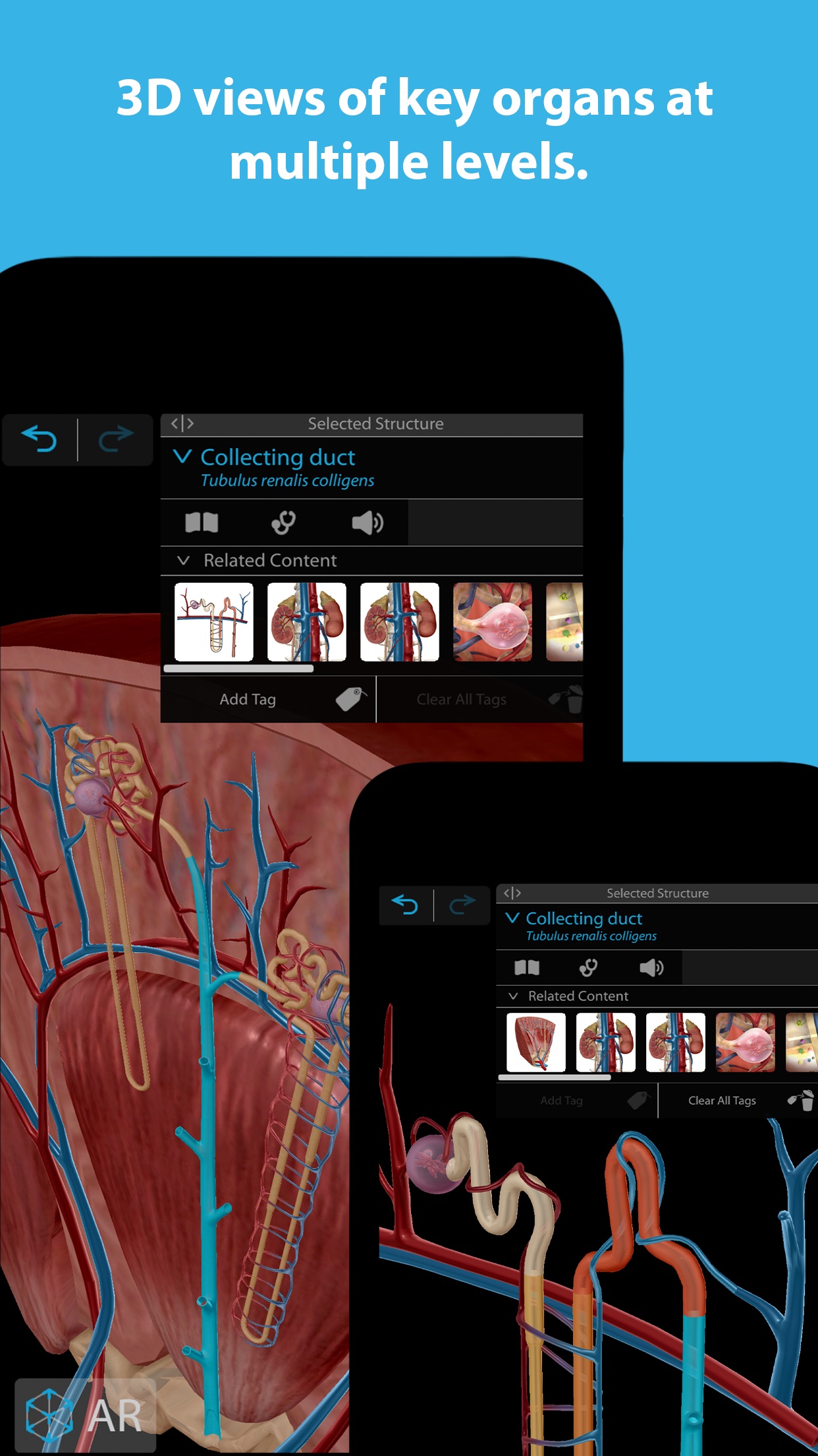 Screenshot do app Human Anatomy Atlas 2023