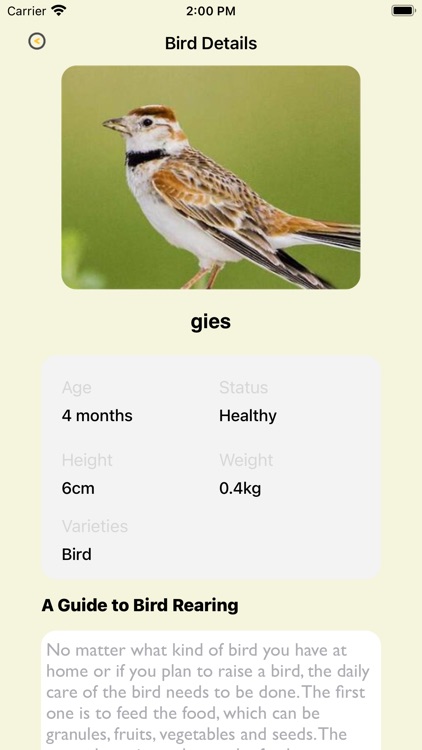 Pet Bird Adoption In Thailand