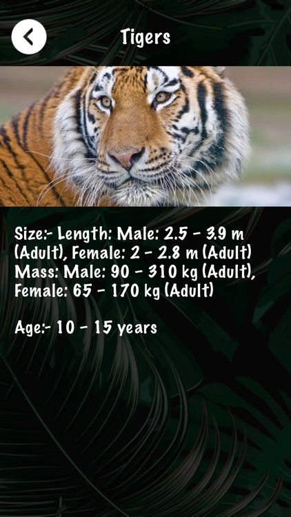 Amzing-Animals screenshot-4