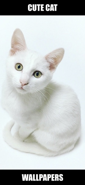 Cat & Kitten Wallpapers - meow(圖5)-速報App