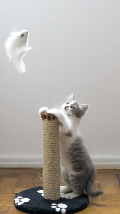 Cat & Kitten Wallpapers - meow screenshot 4