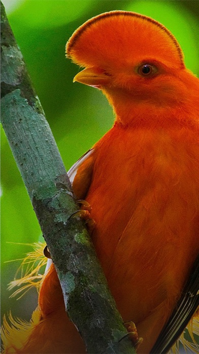 How to cancel & delete All Birds Guianas, Suriname, Guyana, French Guiana from iphone & ipad 2