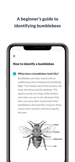 What’s that bumblebee(圖7)-速報App