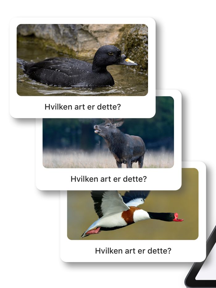 Jægerappen - jagttegn artsquiz