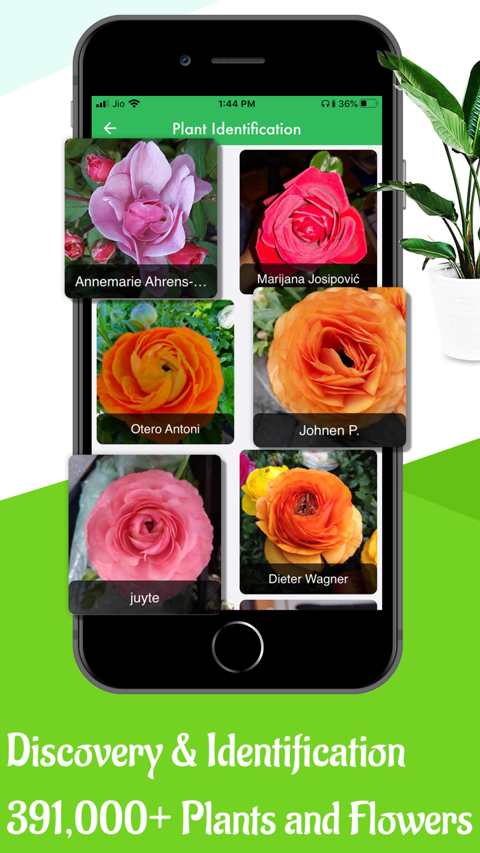 Plant  Flower Identification