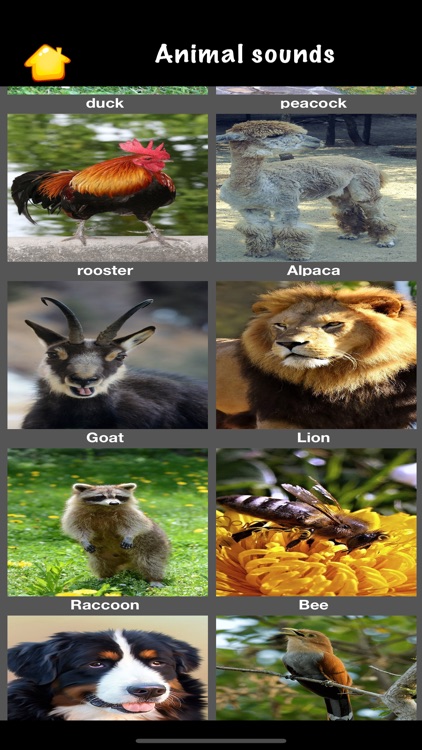 Cat Sounds & Meow Talk screenshot-4