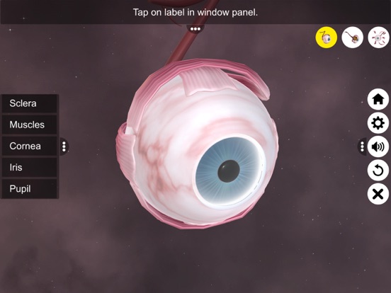 The Eye (Anatomy & Physiology) screenshot 3