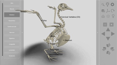 How to cancel & delete 3D Bird Anatomy from iphone & ipad 2