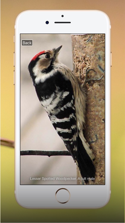 All Birds UK - the Photo Guide screenshot-9