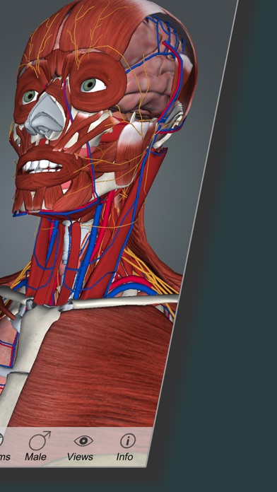 Anatomus screenshot 3