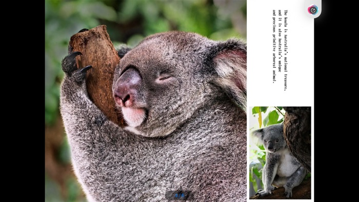 Super cute koala show