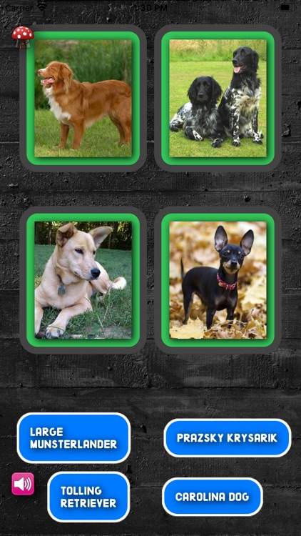 A Dogs Breed Quiz screenshot-3