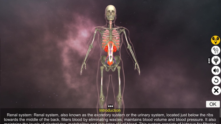 Urinary System Physiology screenshot-0