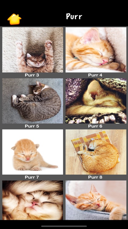 Cat Sounds & Meow Talk screenshot-5