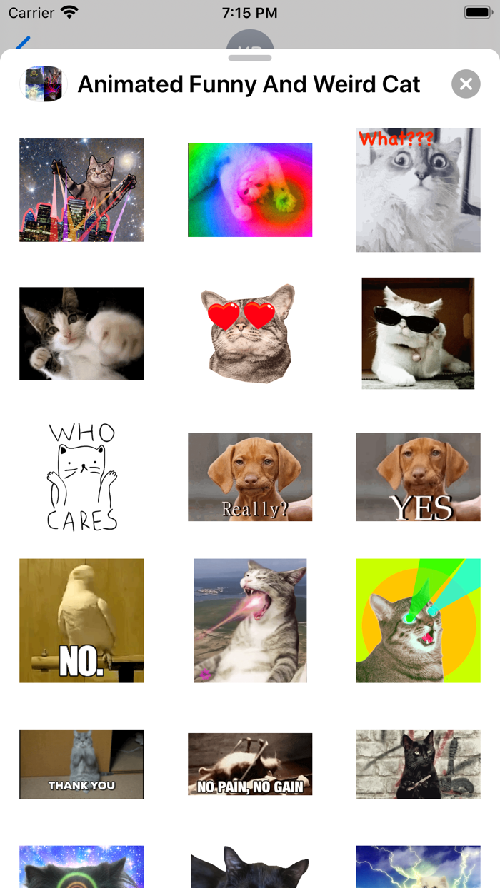 Animated Funny And Weird Cat