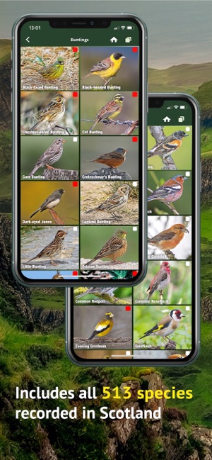 All Birds Scotland Photo Guide(圖3)-速報App