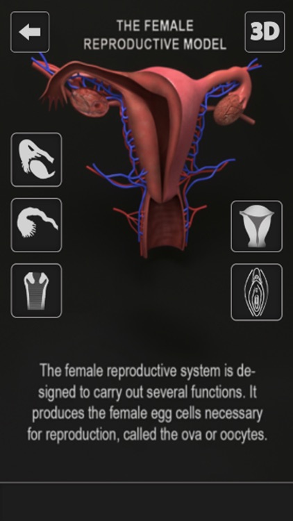 Female Anatomy 3D Visualizer