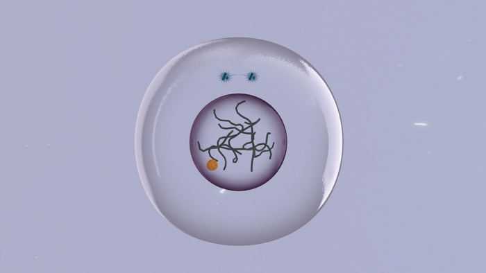 Meiosis  Mitosis by Sensavis