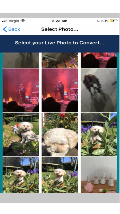 Live Photo to Video & JPG