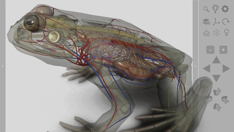 3D Frog Anatomy screenshot-6