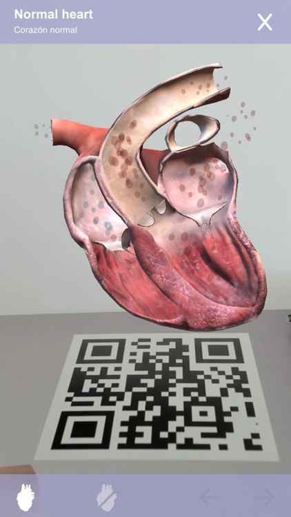 Cardiology 3D Small Animals