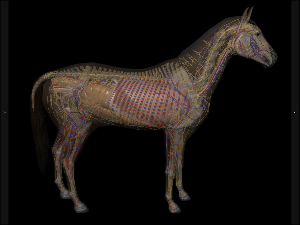 3d horse anatomy software torrent