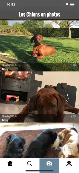 Game screenshot Les chiens hack