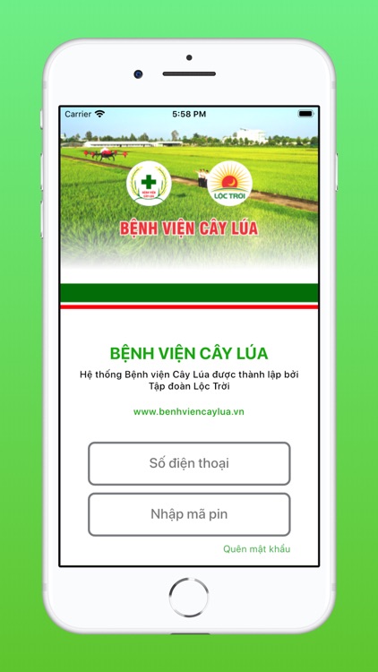 Bệnh viện cây lúa