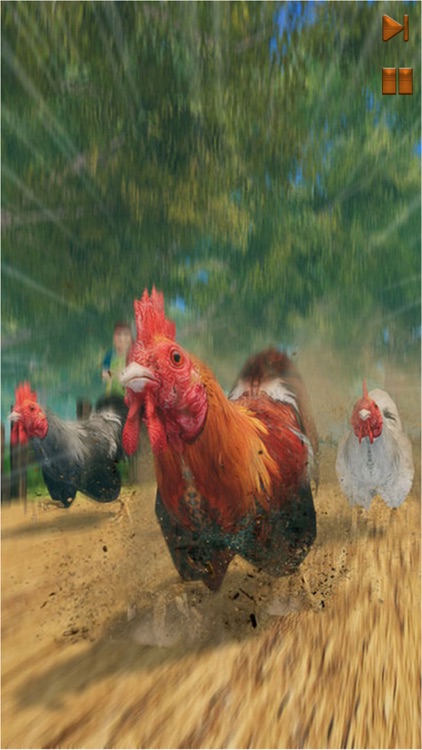 Farm Chicken - Roaster Racing