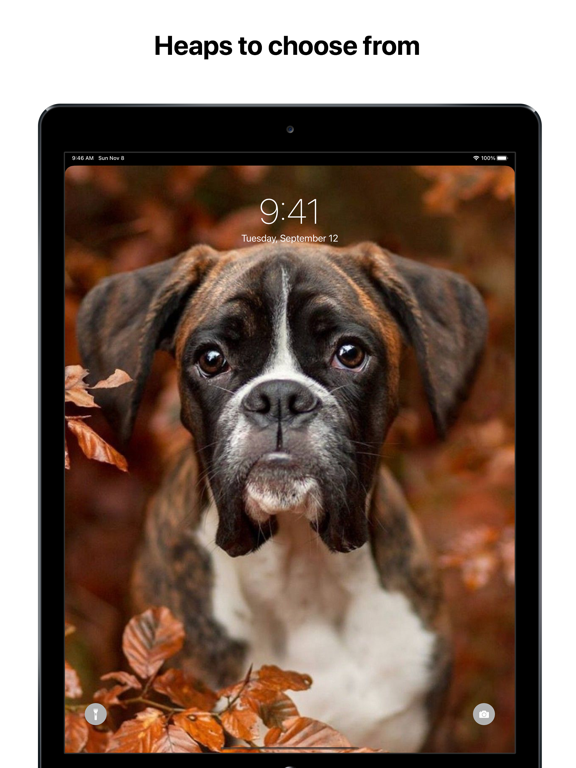 Dogs Wallpapers Notch Remover iPhone & iPad Game Reviews