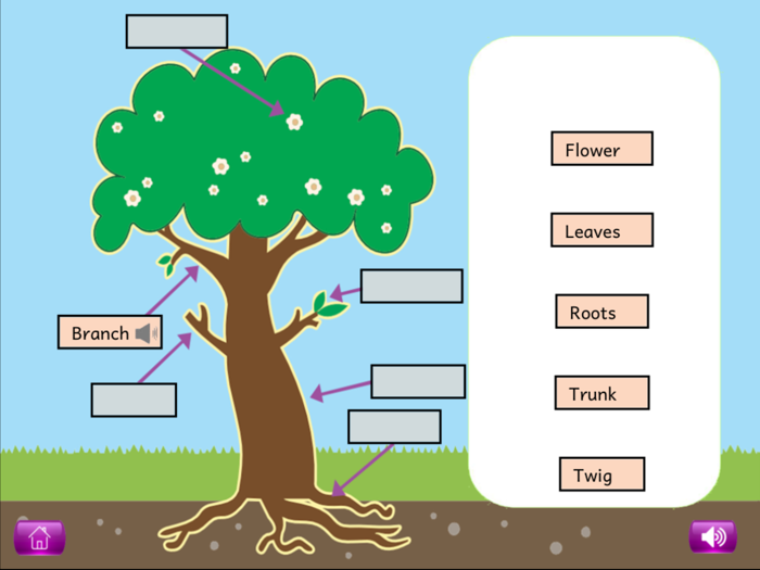 Naming PlantAnimal Parts Lite