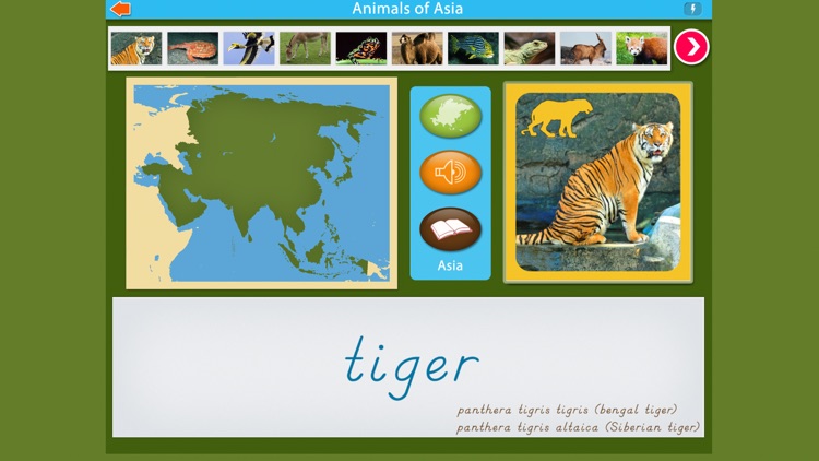 Montessori - Animals of Asia