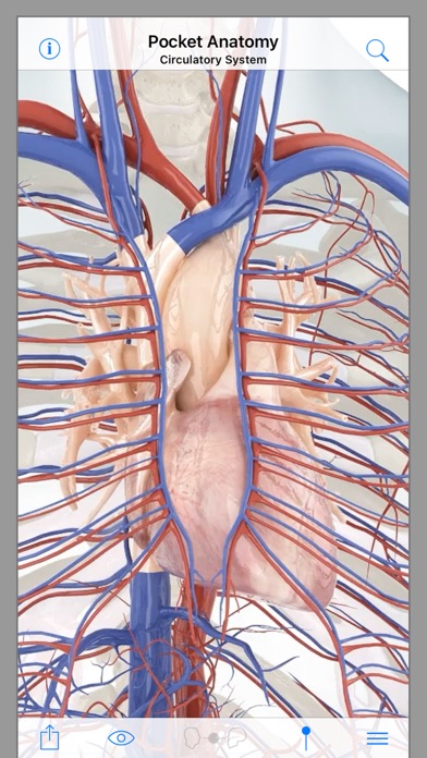 Pocket Anatomy. screenshot1