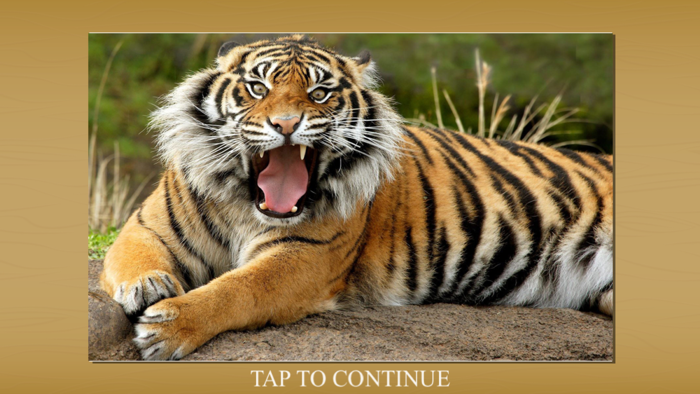 Animals Jigsaw Puzzle Tiger