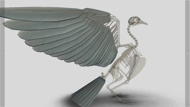 3D Bird Anatomy screenshot-4