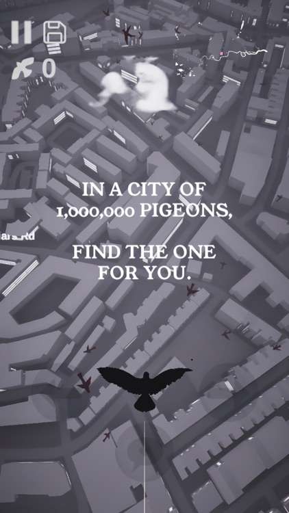 Pigeon: A Love Story