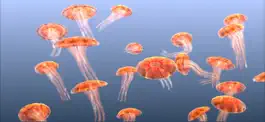 Game screenshot Jellyfish Chrysaora hack