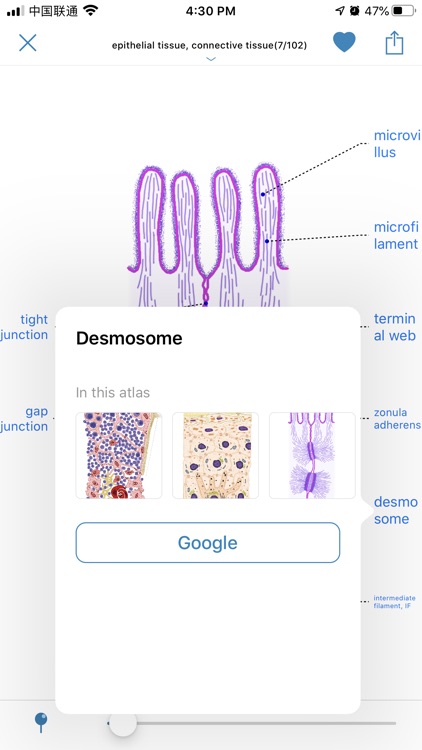 Atlas of Human Histology