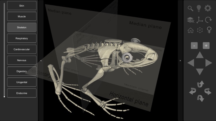 3D Frog Anatomy